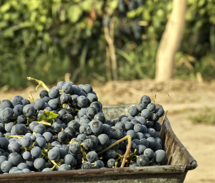 Récolte dans les vignes